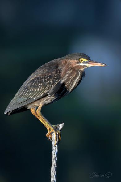Héron vert réalisé au Marais Léon-Provancher. (Green heron)