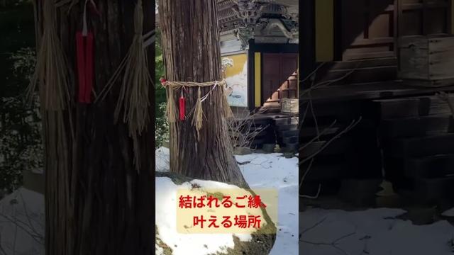“結ばれるご縁”を残してくれる御神木※東北宮城県登米市興福寺 #御神木 #縁結び #恋愛成就 #良縁 #運命の出会い #神社仏閣 #パワースポット #スピリチュアル #開運スポット #shorts