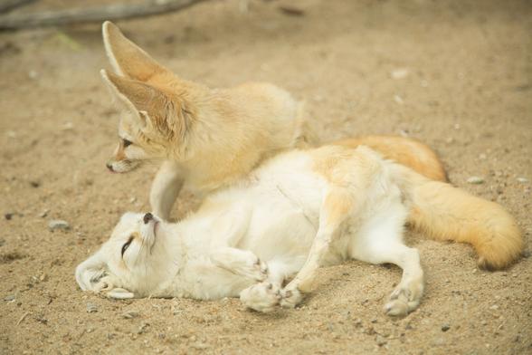 Two fenned foxes are pictured playing on a sandy ground. One lies partly on his bad and side looking up at the other fox that stands above. Although something interesting off scene must have caught the other fox's attention as he turned head and ears towards it.