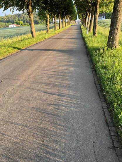Eine Baumallee leuchtet in der Sonne.