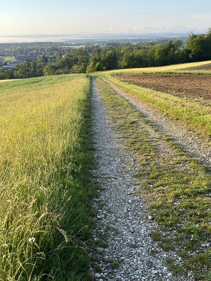Ein Feldweg führt einen Hügel hinab, Blick über das Mittelland in der Morgensonne, am Horizont ein bisschen wolkenverhangen das Berner Oberland.