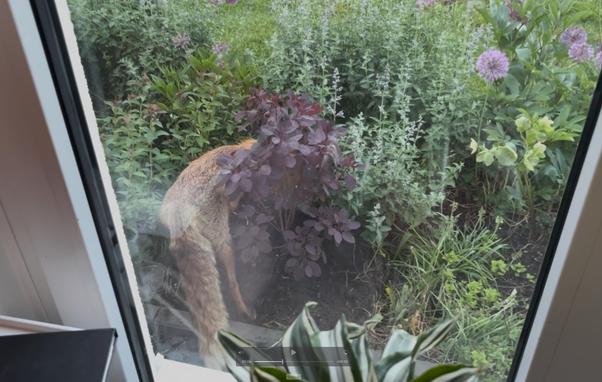 Das Bild zeigt den Blick aus einem Fenster auf einen Garten, in dem ein Fuchs teilweise hinter üppigem grünen Laub und Pflanzen versteckt ist. Der Fuchs steht in einem Blumenbeet, sein Kopf ist von einem Busch mit rötlichen Blättern verdeckt. Den Fuchs umgeben verschiedene grüne Pflanzen und einige violette Blumen. Der Fensterrahmen ist auf der linken Seite des Bildes zu sehen, und unten ist ein Teil einer Zimmerpflanze sichtbar.