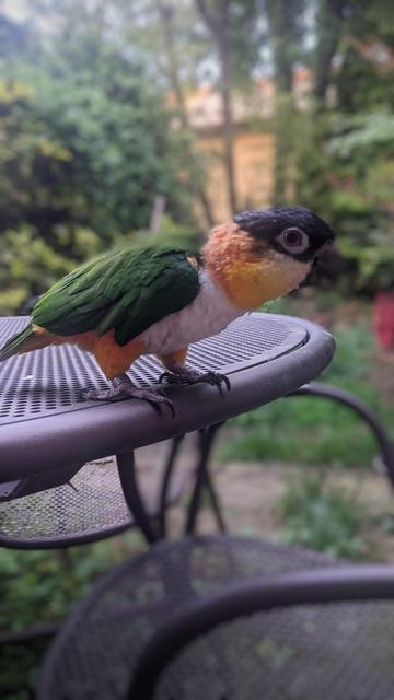 the parrot Nemo stands on the edge of a table and leans forward, trees on the background