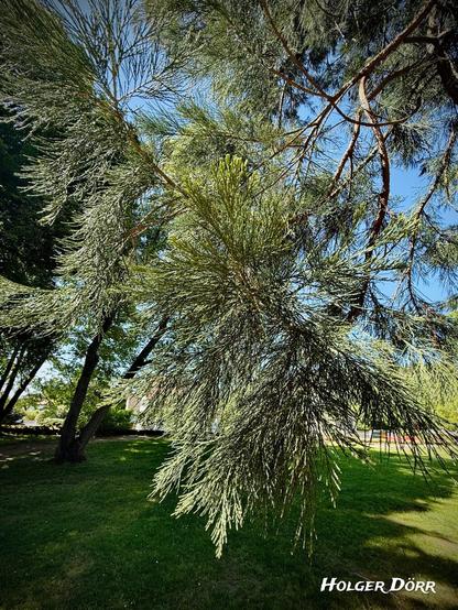 Fein verzweigte, nadelartige Zweige eines Mammutbaums hängen in den Park hinein – das zarte Grün wirkt filigran und lebendig im Kontrast zum dunklen Stamm und dem sonnigen Rasen.