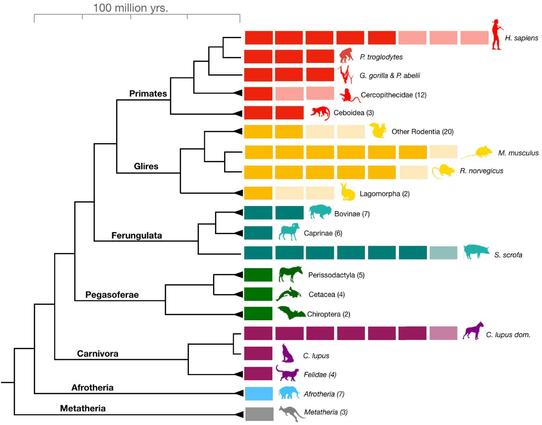 @Blickwinkel Das Bild zeigt ein phylogenetisches Baumdiagramm, das die Evolution von verschiedenen Säugetiergruppen über 100 Millionen Jahre darstellt. Der Baum ist in verschiedene Hauptkategorien unterteilt, darunter Primaten, Gliridae, Ferungulata, Pegasoferae, Carnivora, Afrotheria und Metatheria. Jede Kategorie ist mit einer Farbe kodiert und enthält verschiedene Säugetiergruppen, die durch Linien miteinander verbunden sind, um ihre Evolution darzustellen.

Die Primatengruppe ist in Rot dargestellt und umfasst Primaten wie Homo sapiens, Pan troglodytes (Schimpansen), Gorilla gorilla und Pongo abelii (Bärenaffen), sowie die Familie Cercopithecidae (Affen) und die Ceboidae (Schatzaffen). Die Gliridae-Gruppe ist in Gelb dargestellt und umfasst andere Rodentien wie Mus musculus (Maus) und Rattus norvegicus (Wiesel).

Die Ferungulata-Gruppe ist in Grün dargestellt und umfasst Bovinae (Rinder), Caprinae (Hirsche), Lagomorpha (Hasen und Kaninchen), Suidae (Schweine) und Cetacea (Wale). Die Pegasoferae-Gruppe ist ebenfalls in Grün dargestellt und umfasst Perissodactyla (Pferde, Ziegen und Rhinoceros) und Chiroptera (Fledermäuse).

Die Carnivora-Gruppe ist in Lila dargestellt und umfasst Canidae (Hunde) und Felidae (Katzen). Die Afrotheria-Gruppe ist in Hellblau dargestellt und umfasst Elefanten und Afrosäugetiere. Die Metatheria-Gruppe ist in Grau dargestellt und umfasst Metatheria (Beuteltiere).

Jede Säugetiergruppe ist mit einer kurzen Beschreibung und einer Anzahl von Arten g