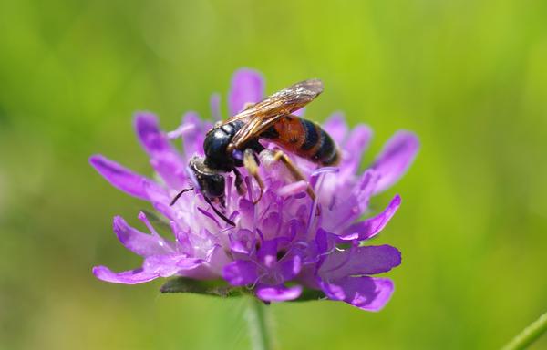 Das Bild zeigt eine Knautien-Sandbiene. Foto: Henri Greil/Institut für Bienenschutz