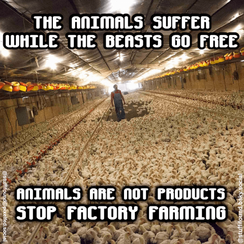 Picture of suffering chicken, too close to each other to properly move, and one farmer standing in the middle. Caption: "The animals suffer while the beasts go free. Animals aren't products, stop factory farming!"