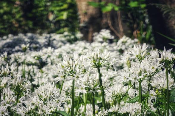 A dense patch of wild garlic plants with numerous clusters of small, white, star-shaped flowers in bloom. Green leaves are visible amongst the flowers, and a blurred background of trees and foliage suggests a woodland setting.