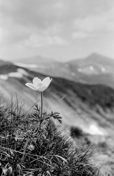 The image is a black and white photograph taken in the Carpathian Mountains. It features a single alpine flower—likely an anemone—standing out sharply in the foreground, surrounded by grass and mountain vegetation. The background shows a soft, blurred view of mountain ridges and cloudy sky, creating a strong contrast between the crisp flower and the dreamy landscape behind it.

The photo has a distinctly grainy texture, characteristic of high-speed film, suggesting it was shot on a high ISO black-and-white film stock. The grain enhances the raw, atmospheric quality of the mountain scene, giving the image a timeless, almost documentary feel