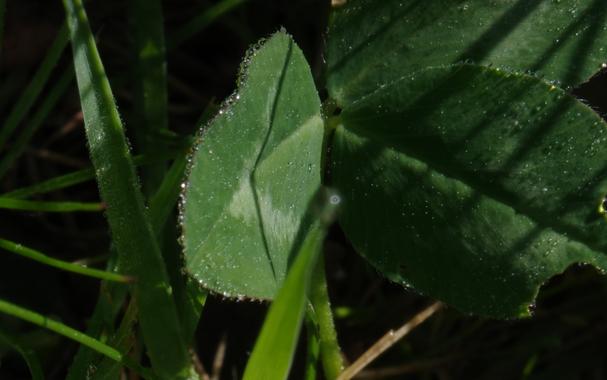 One-third of a cloverleaf is perpendicular to the morning sun. It is dotted with tiny dewdrops. Countless drops at the leaf's edge show point reflections. The background consists of dew covered blades of grass and the other two thirds of the cloverleaf, which are almost perpendicular to the first third. Individual blades of grass cast beautiful shadows on the cleaf. In the foreground is a blurry blade of grass with a ditto drop hanging from the tip.