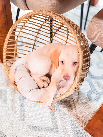Jake sitting in an egg chair looking adorable AF