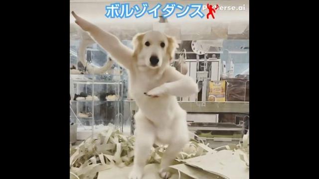 ボルゾイ　踊る♬　Borzoi dancing ♬