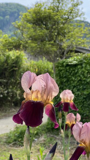 Flowers with mountains in background