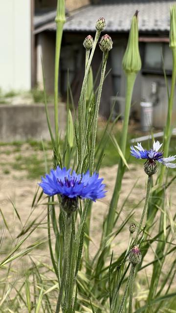 Purple wildflowers in front of garden