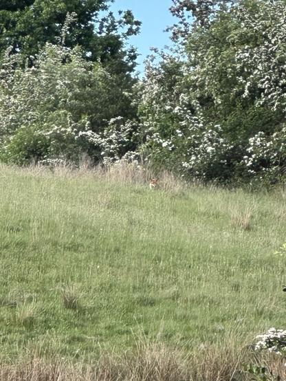 A fox in a patch of long grass on a steep slope edged with hawthorn bushes in bloom