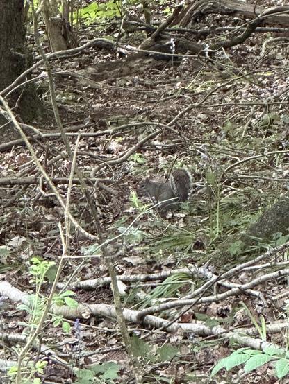 A squirrel among the undergrowth in woodland