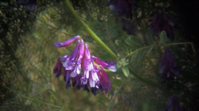 A lo-fi image of a cluster of purple flowers against an out of focus green background.