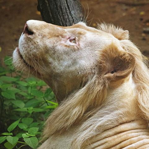 Photo shows the portrait shot of the head of a white lion, taken from the left side while the animal is looking upwards. The “white” means a light beige colour scheme. This is a male with a small mane. In the background there is a dark tree trunk and some green large leaf bushes.