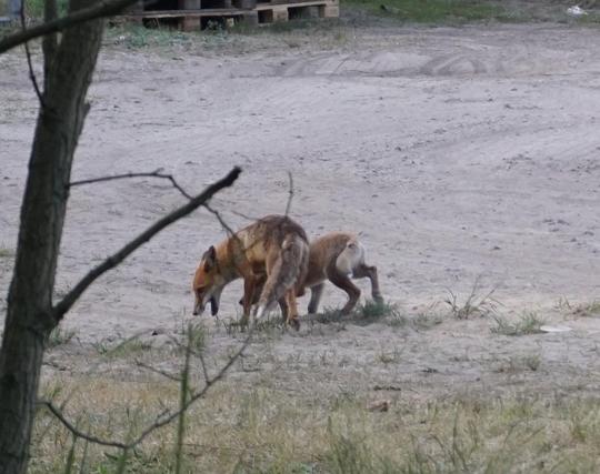 Vater Fuchs isst etwas, Kind versucht unten durch was zu bekommen