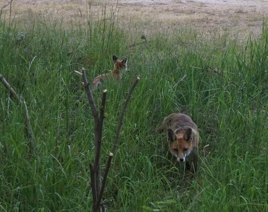 Flauschiges Fuchsjunges im Gras, daneben ein erwachsener Fuchs der auf mich zu schleicht. Wäre ich eine Ente, hätte ich ganz schön Panik