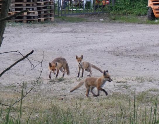 Vater Fuchs und 2 Kinder