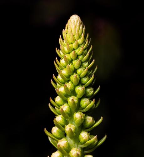 Something growing in spring. Tall and thin (but about 20 cm tall). Tens of tiny leaves sticking out from the stem in perfect symmetry. Bigger at the bottom and the leaves each have a bud above them. Shaped to a point at the top.