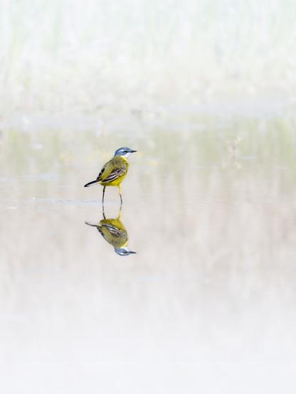 𝗣𝗶𝗰𝘁𝘂𝗿𝗲 𝗗𝗲𝘀𝗰𝗿𝗶𝗽𝘁𝗶𝗼𝗻 (𝗘𝗻𝗴): We see a general view of a shallow pond with a Yellow Wagtail wading across its surface in search of food. The water is very still, so we see an almost perfect reflection of the bird, which stands out for its intense yellow hues in an empty area.

𝗗𝗲𝘀𝗰𝗿𝗶𝗽𝗰𝗶𝗼́𝗻 (𝗘𝘀𝗽): Vemos una imagen general de un estanque de poca profundidad en cuya superficie camina una Lavandera Boyera en busca de alimento. El agua está muy quieta de modo que vemos un reflejo casi perfecto del ave, que destaca por sus intensos tonos amarillos en un área vacía.