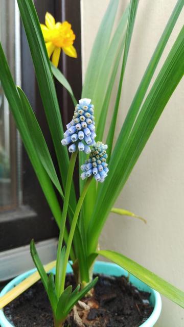 Photography of a flowering  Narcissus and  a flowering Muscari plant in a plant pot on a window sill.