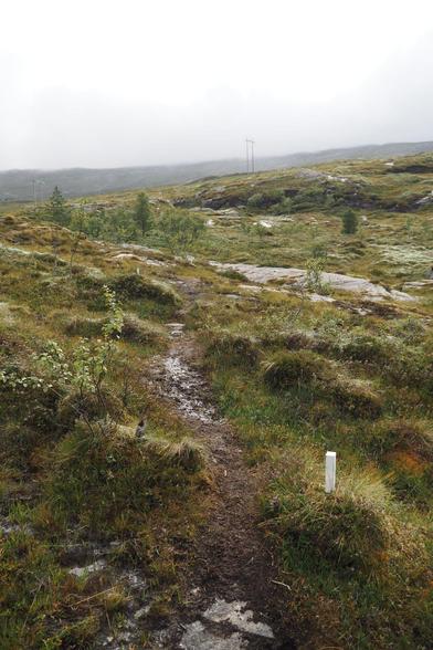 Ein schmaler Trampelpfad, teilweise leicht schlammig führt durch Gras und ein paar niedrige Büsche über ein Fjell. Neben dem Weg stecken niedrige weiß angestrichene Pfosten im Boden, hier und da schauen Felsen hervor. Im Hintergrund sind einfache Holzmasten zu sehen die eine Stromleitung tragen, dahinter verschwindet der Berg in den Wolken.