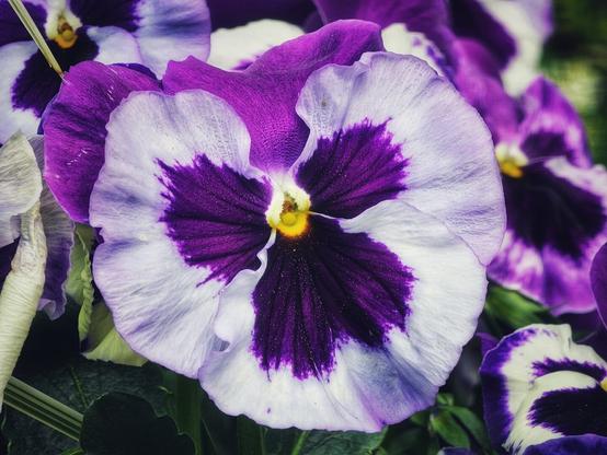 A close-up shot of a vibrant pansy flower with deep purple and white petals, showcasing its intricate patterns and a bright yellow centre. Green leaves are visible in the blurred background.