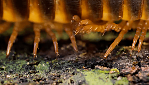 A giant African millipede coiled in a protective spiral on forest floor debris, displaying its segmented exoskeleton with alternating black and reddish-brown bands.