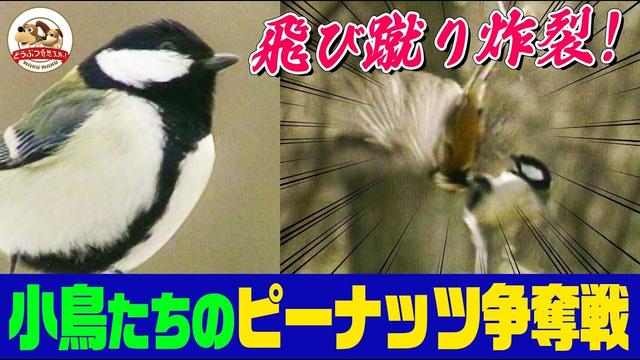 ヤマガラvsシジュウカラ～器用で賢い身近な野鳥たちが知恵と身体能力を競うピーナッツ争奪戦！！勝者はどっち!?【どうぶつ奇想天外／WAKUWAKU】
