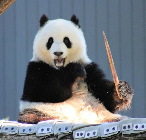 Giant panda Qing Bao is sitting on her hammock holding a boo shoot in her lady paw like a magical wand.