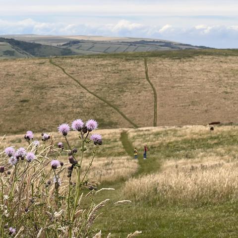 A field of tall grass with pink thistle flowers in the foreground. In the background, a path leads toward two figures walking on a hillside. The landscape includes rolling hills and a cloudy sky.