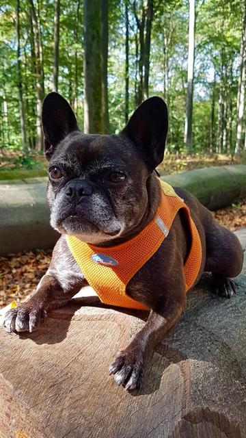 Sugar ist eine französische Bulldogge mit dunkelbraunem Fell und schon einigen grauen Haaren an Schnauze und Pfoten.
Auf dem Bild liegt sie auf einem Baumstamm in einem Buchenwald und schaut am Betrachter vorbei. Sie trägt ein Geschirr aus orangenem Mesh-Gewebe.