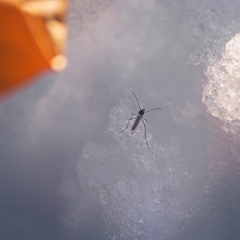 A description of the peculiar Tipulidae insects found in Lapland, highlighting their appearance, behavior, and survival adaptations.