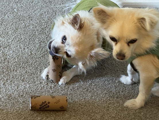 Two chihuahuas playing with the cardboard cylinders from inside toilet paper rolls
