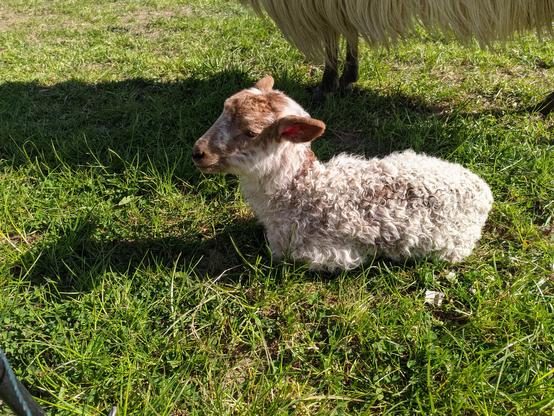 Die Seitenansicht eines wenige Tage alten, weiß-braunen Schäfchens. Das Schäfchen liegt auf einer sonnenbeschienenen Wiese.