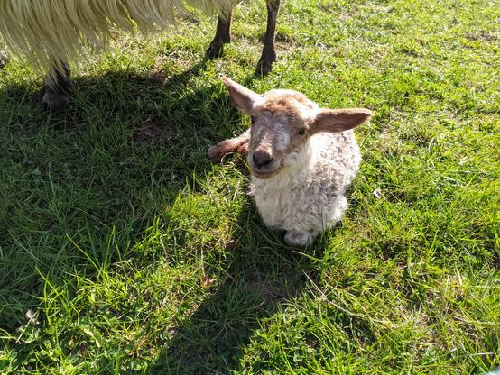 Die Nahaufnahme eines wenige Tage alten, weiß-braunen Schäfchens. Das Schäfchen liegt auf einer sonnenbeschienenen Wiese und schaut vorsichtig neugierig in die Kamera.