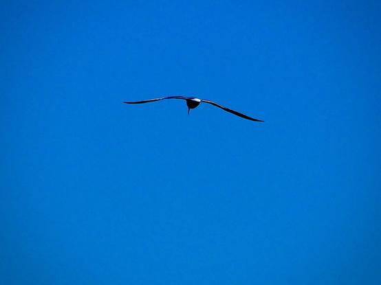 A bird in flight against a clear blue sky. The bird has long wings and a streamlined body.