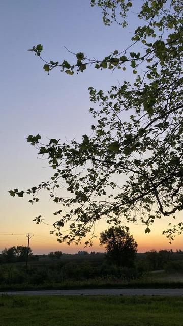 The cloudless sky before sunrise.  Yellow-tan on the horizon changing to soft lavender-blue above.  Seen through the gaps between the small, young sycamore leaves.