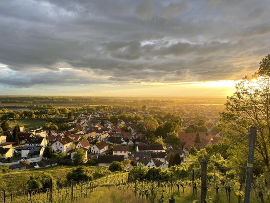 A golden sunset is magnified by light rain over the vineyards, above the medieval village of Zwingenberg in Germany.