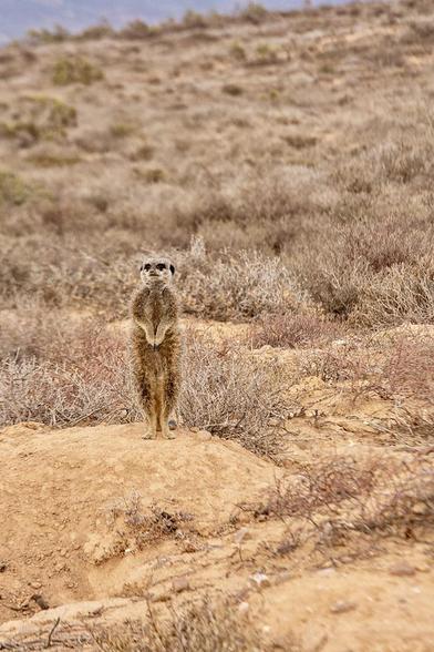 One meerkat standing alone on guard at its burrow at dawn; Oudsthoorn, the Karoo, South Africa.

Meerkats are shy and afraid of almost everything. In South Africa near Oudtshoorn in the Karoo desert it has taken researchers years to be able to observe the meerkats in their natural habitat. I went there and was so lucky to see one of the families of meerkats who live there. This is only one of the family.