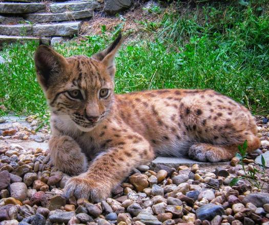 A young Eurasian lynx kitten rests on a bed of small, grey and brown pebbles. It has a light brown coat with darker brown spots. The kitten is lying down, looking towards the left of the frame with its distinctive tufted ears visible. The background includes green grass and a stone wall.