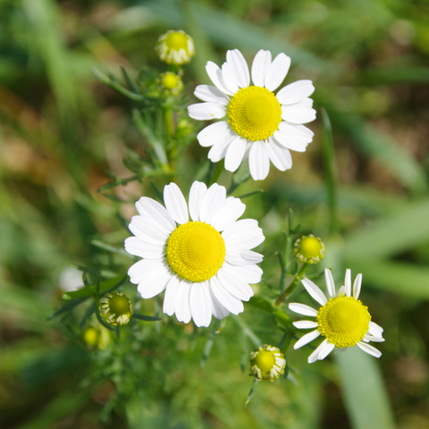Kraut mit Blüten, mit weißen Blütenblättern und gelbem Korb.