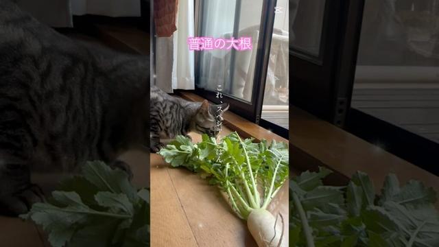 オレ、ねこ#2 #猫#ねこ#子猫#かわいい#おもしろい#野菜を食べる猫#shorts #cat #cute #sillycat #kittencat #cataloger #cupcut