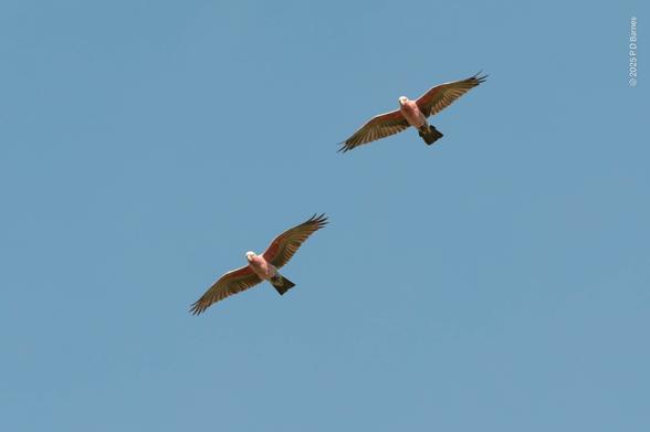 A galah pair in flight, side by side, seen from below with their wings fully outstretched against a clear blue sky.
