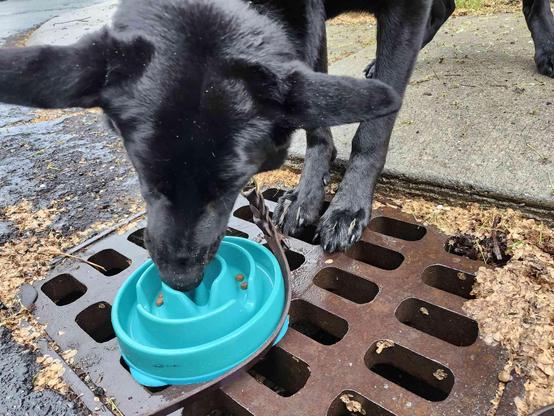 An all-black German Shepherd eating out of a blue slow feeder puzzle bowl. The bowl is placed on a metal drain grate in the road, and the dog's front paws are ALSO on that metal grate, close together.