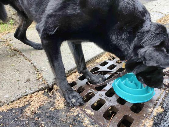 An all-black German Shepherd eating out of a blue slow feeder puzzle bowl. The bowl is placed on a metal drain grate in the road, and the dog's front paws are ALSO on that metal grate, set far apart. The dog's posture is more relaxed than before.