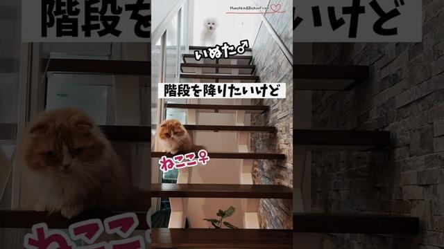 【マンチカン&ビションフリーゼ】女王猫が恐くて階段を降りられないビビリのもふ犬